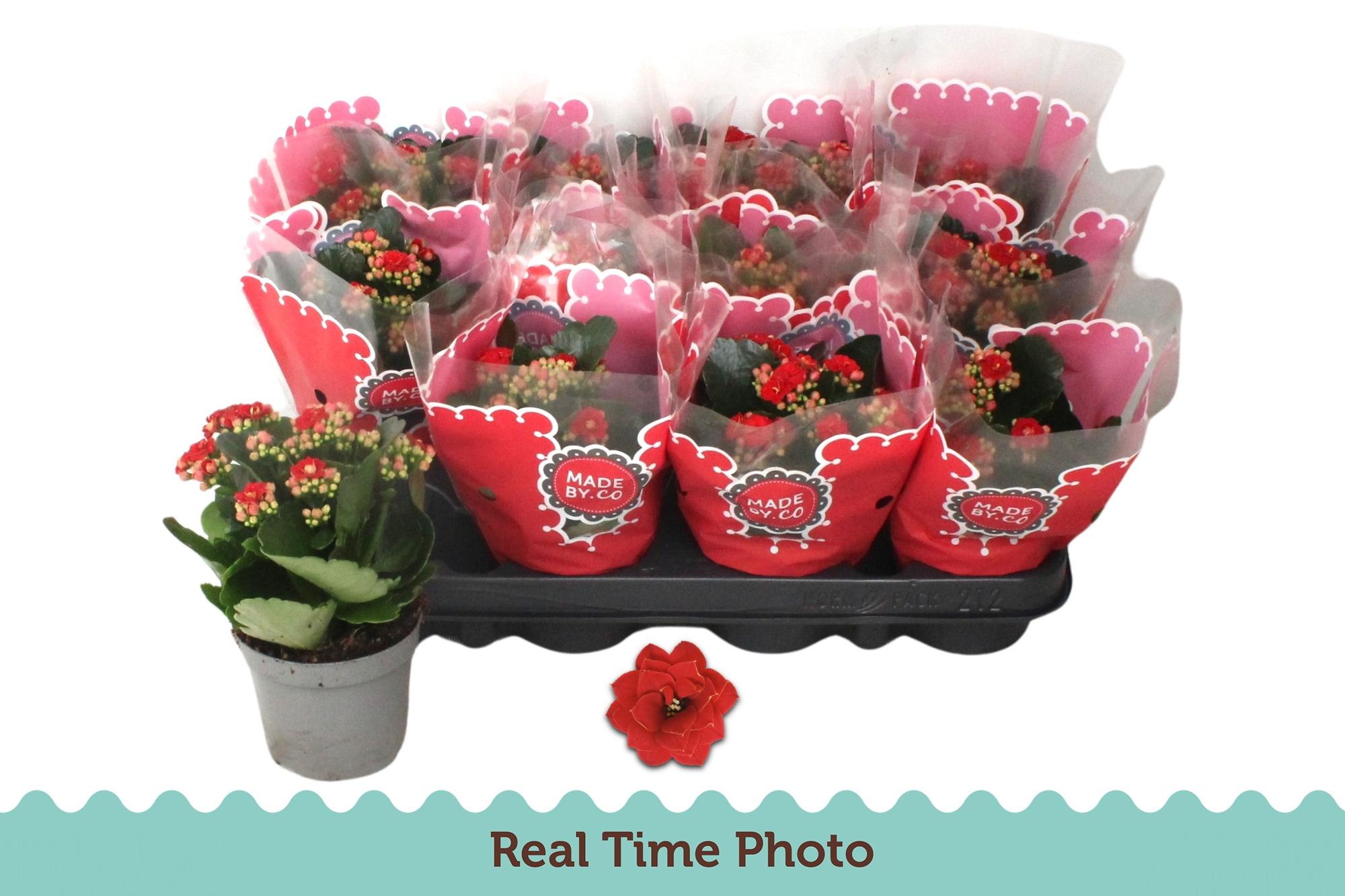 Горшечные цветы и растения оптом Kal Ge Rubio Red от 12шт (для телеги) из Голландии с доставкой по России