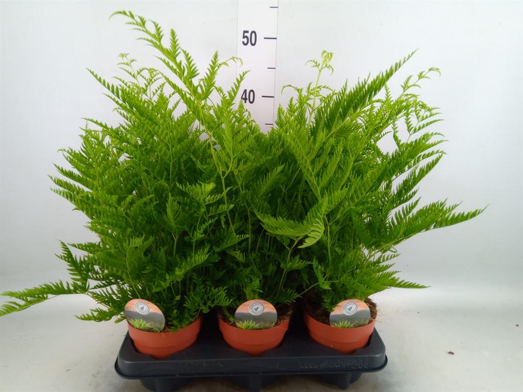 Горшечные цветы и растения оптом Pteris Straminea от 6шт из Голландии с доставкой по России