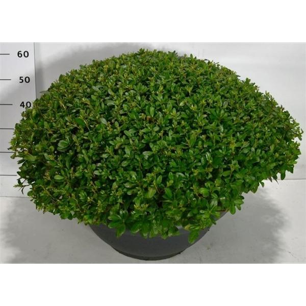 Горшечные цветы и растения оптом Rhododendron (aj) Hino Crimson от 1шт из Голландии с доставкой по России