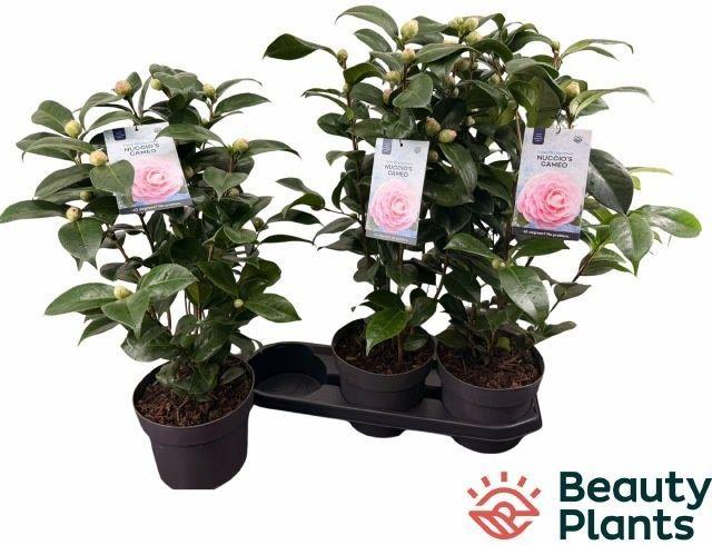 Горшечные цветы и растения оптом Came J Miss Lyla от 3шт из Голландии с доставкой по России