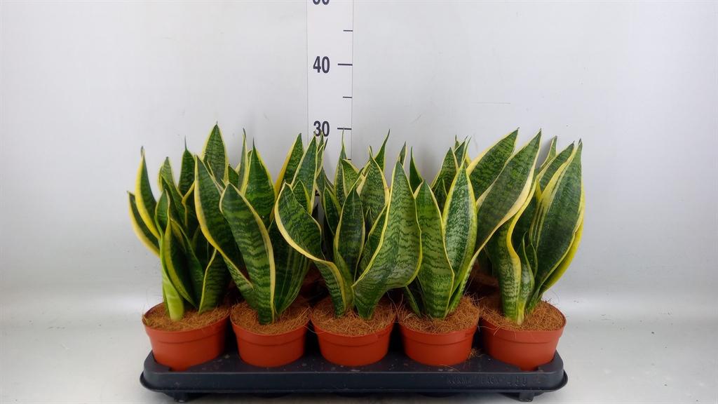 Горшечные цветы и растения оптом Sansevieria Futura Superba от 10шт из Голландии с доставкой по России