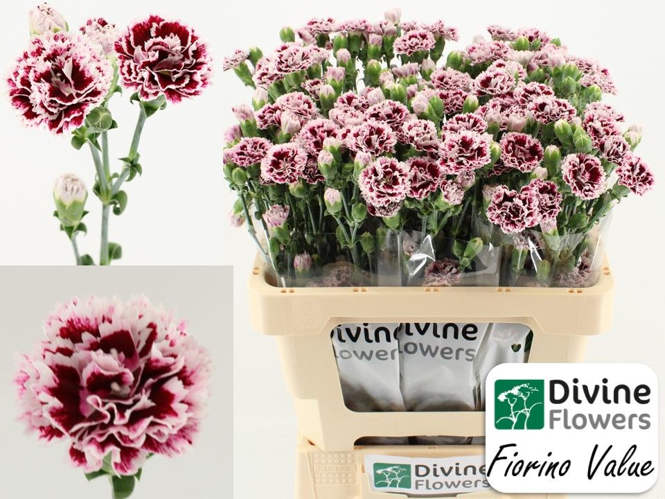 Срезанные цветы оптом Dianthus sp fiorino value от 60шт из Голландии с доставкой по России