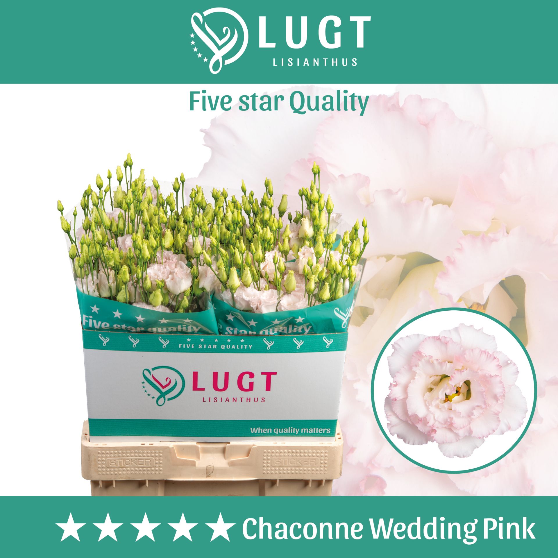 Срезанные цветы оптом Lisianthus do chaconne wedding pink от 40шт. из Голландии с доставкой по России