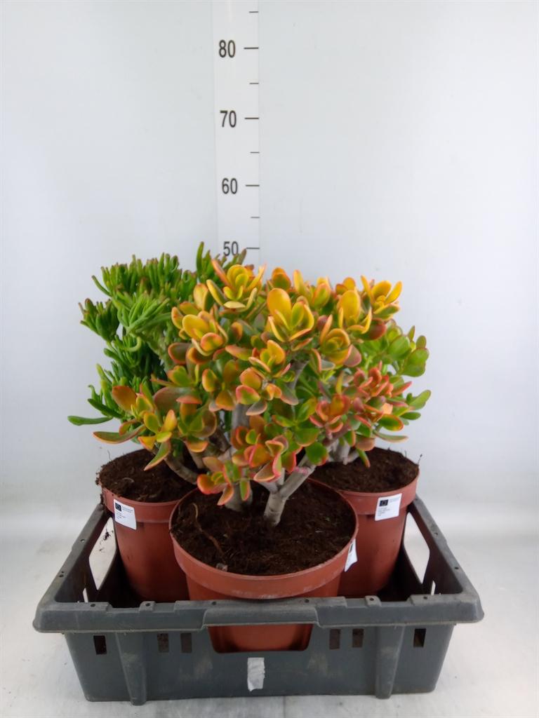 Горшечные цветы и растения оптом Crassula   ...mix от 3шт из Голландии с доставкой по России
