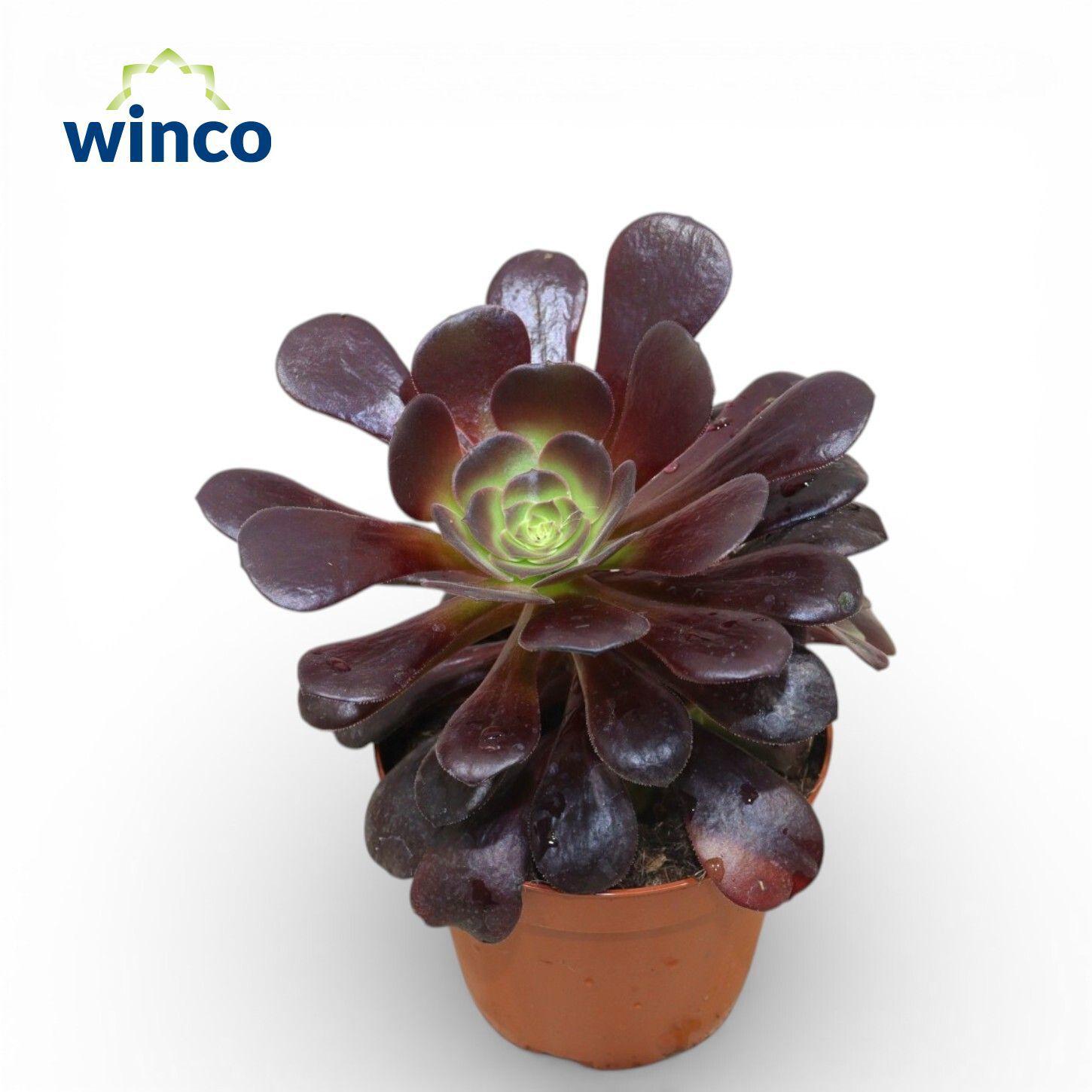 Горшечные цветы и растения оптом Aeonium Ab Velours от 18шт (для телеги) из Голландии с доставкой по России