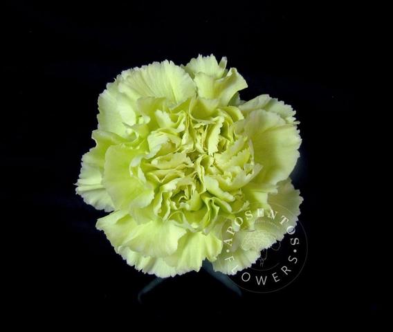 Срезанные цветы оптом Dianthus st voragine от 80шт из Голландии с доставкой по России