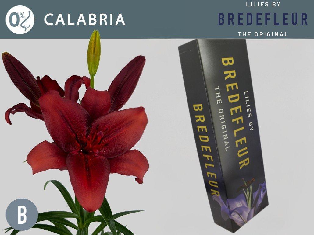 Срезанные цветы оптом Lilium la calabria от 80шт из Голландии с доставкой по России