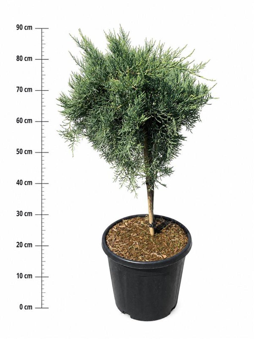 Горшечные цветы и растения оптом Juniperus Virg Grey Owl On Stem от 1шт из Голландии с доставкой по России