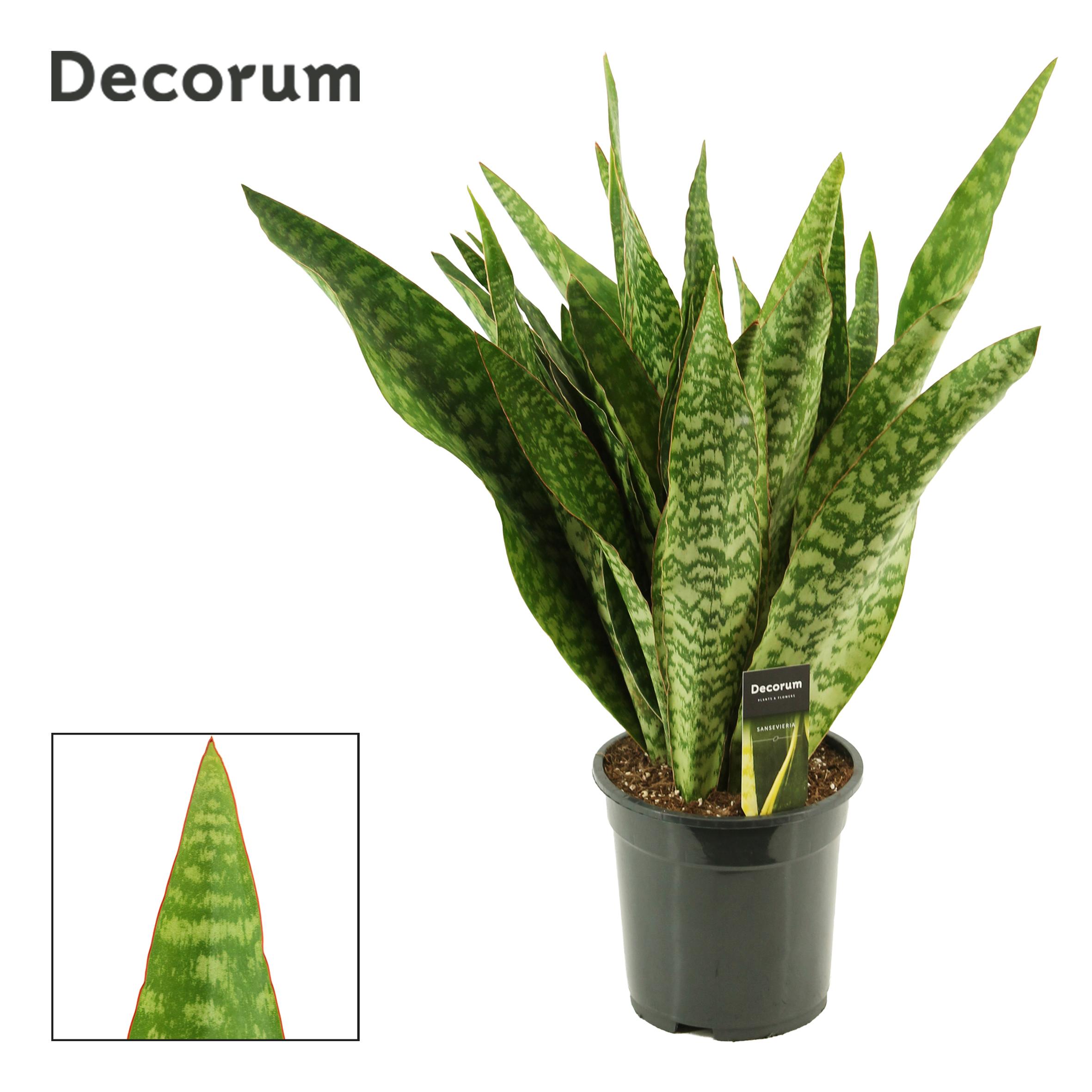 Горшечные цветы и растения оптом Sansevieria Aubrytiana Jaboa от 3шт из Голландии с доставкой по России