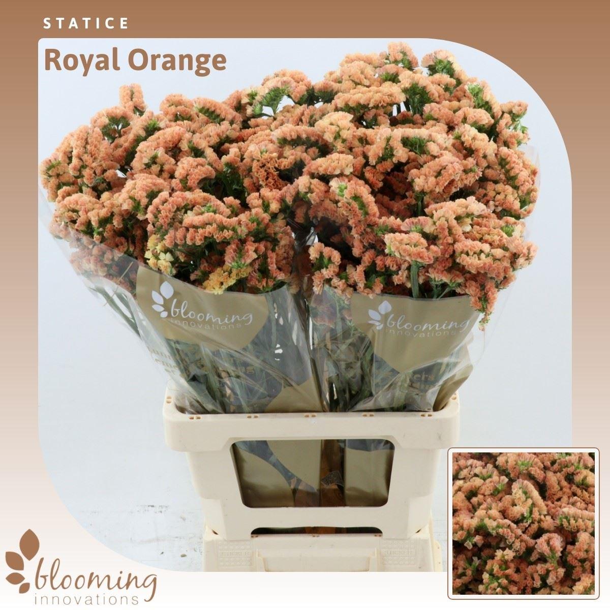 Срезанные цветы оптом Statice royal orange от 50шт из Голландии с доставкой по России