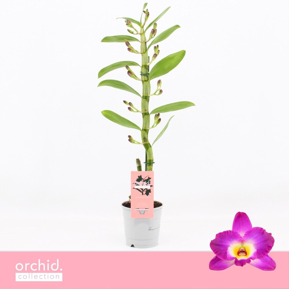 Горшечные цветы и растения оптом Dendr Nob 1st Akatsuki Orchid Collection от 10шт из Голландии с доставкой по России