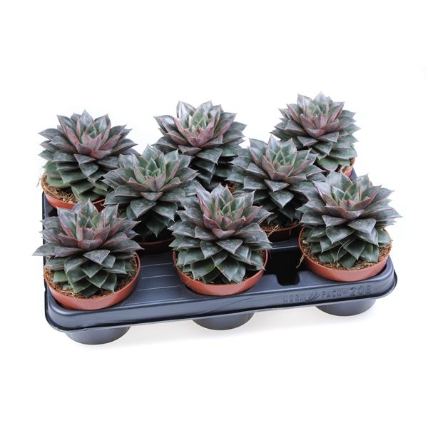 Горшечные цветы и растения оптом Echeveria Purpusorum от 8шт из Голландии с доставкой по России