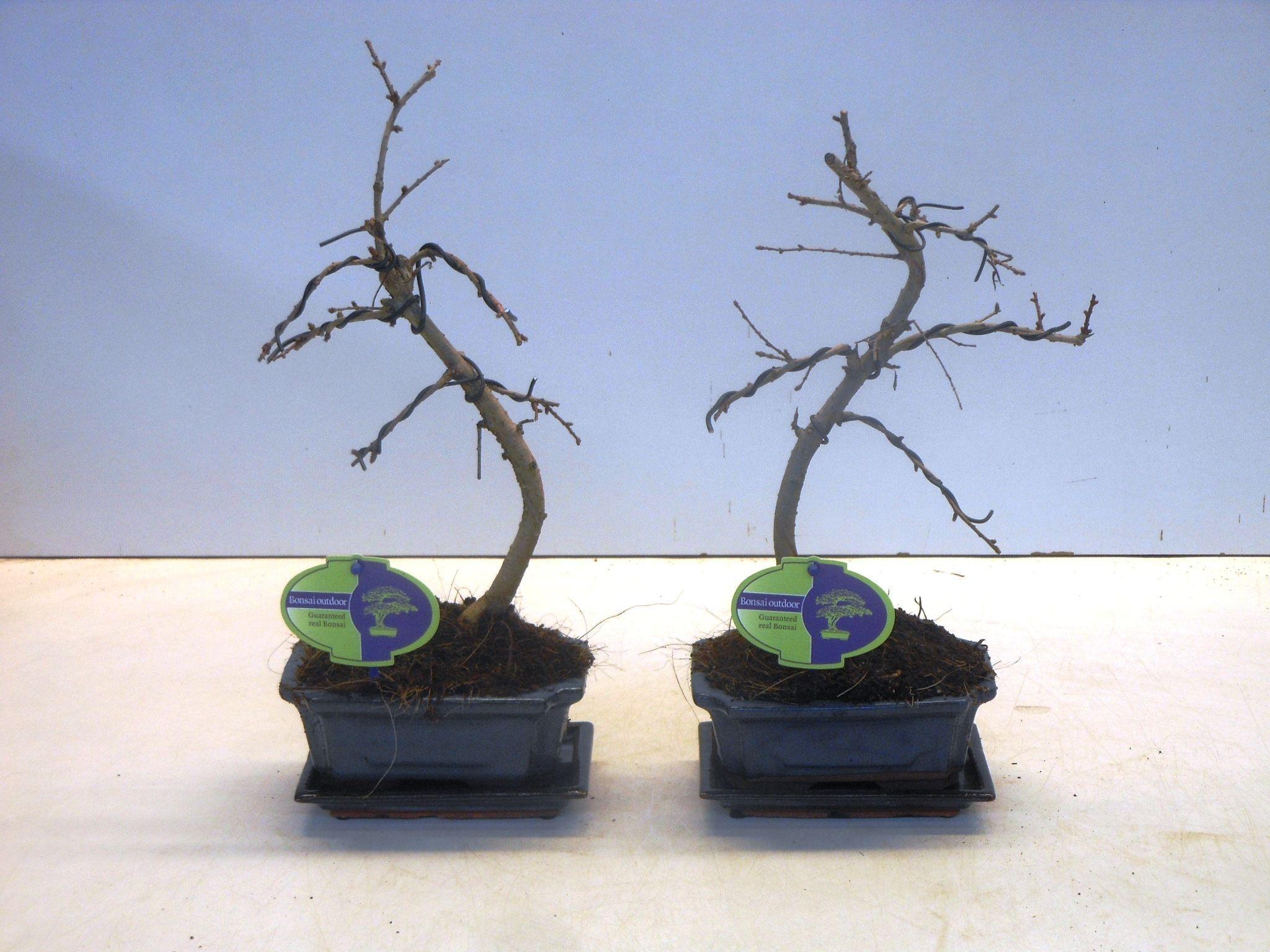 Горшечные цветы и растения оптом Bonsai Pseudolarix Amabilis , With Drip от 8шт из Голландии с доставкой по России