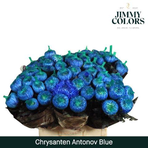 Срезанные цветы оптом Chrys bl paint antonov blue от 40шт из Голландии с доставкой по России