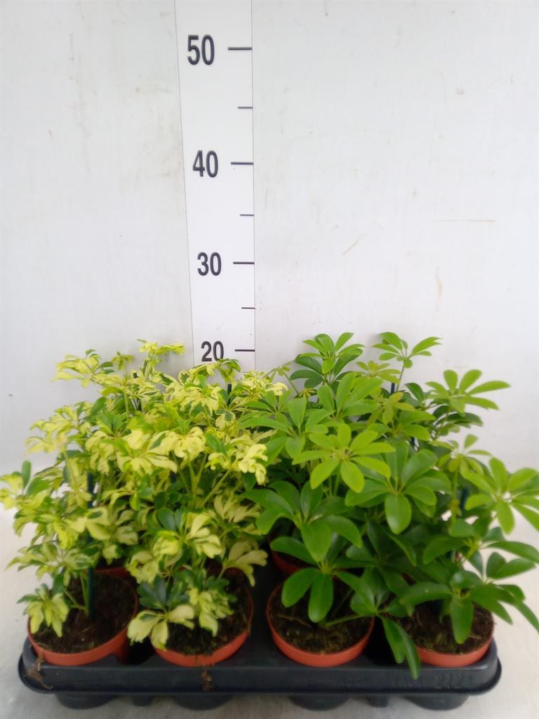Горшечные цветы и растения оптом Schefflera  ... от 12шт (для телеги) из Голландии с доставкой по России