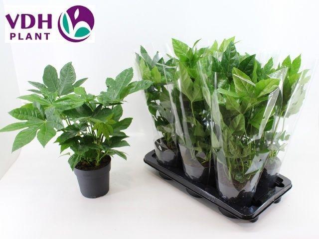 Горшечные цветы и растения оптом Fatsia Ov от 6шт из Голландии с доставкой по России