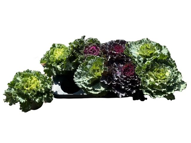 Горшечные цветы и растения оптом Brassica (sierkool) от 8шт из Голландии с доставкой по России
