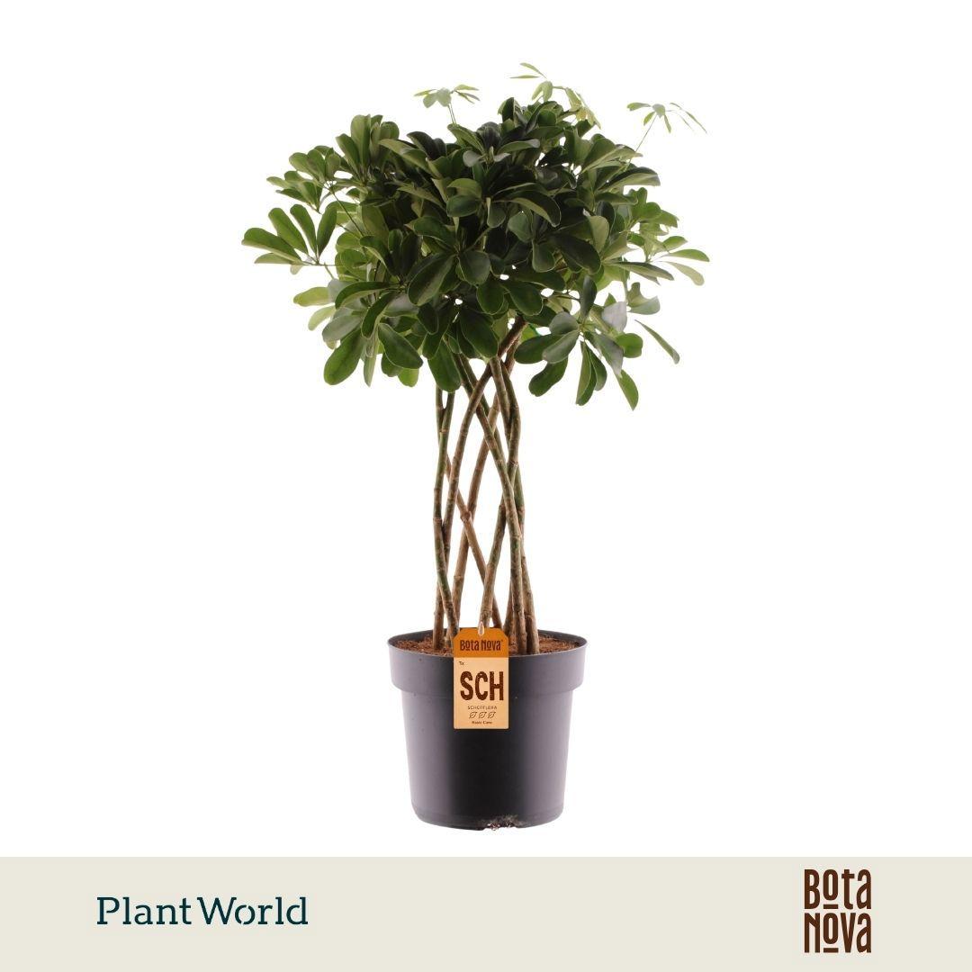 Горшечные цветы и растения оптом Schefflera Nora Tube(decorum) от 1шт из Голландии с доставкой по России