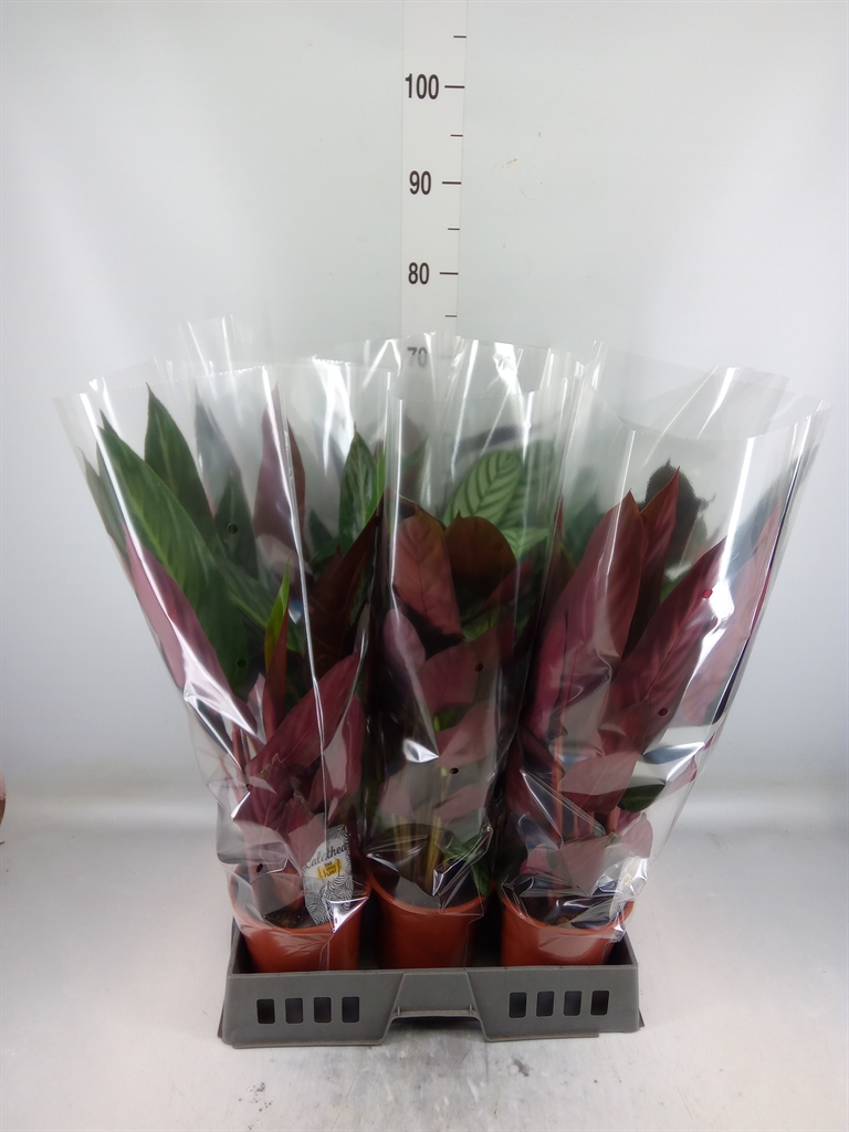 Горшечные цветы и растения оптом Calathea   ...mix от 6шт из Голландии с доставкой по России