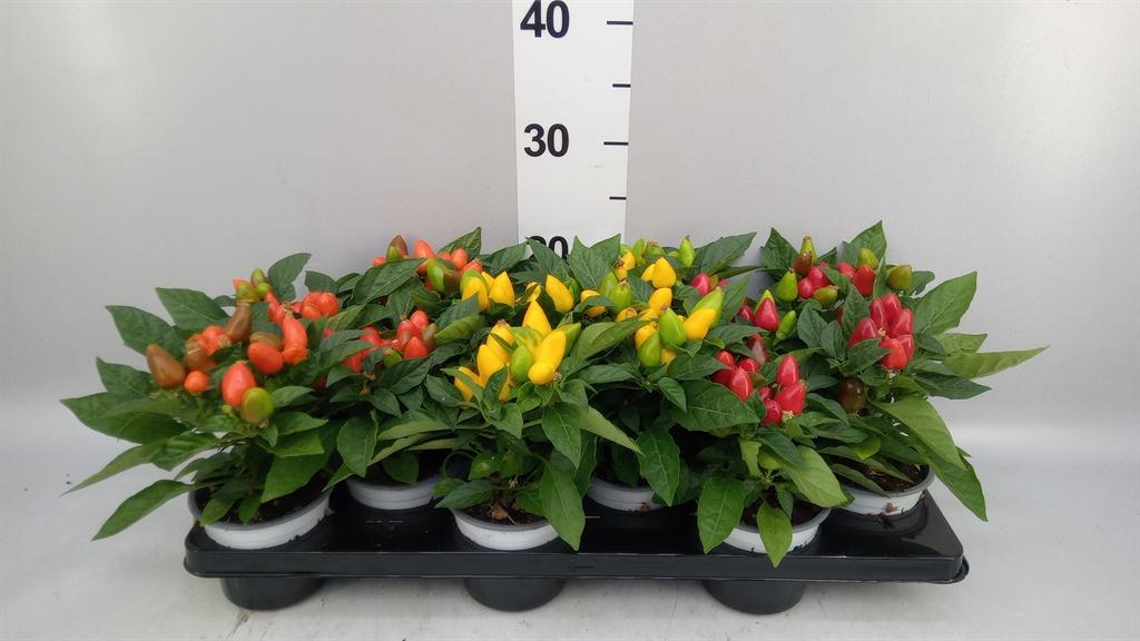 Горшечные цветы и растения оптом Capsicum Annuum samba ...mix от 12шт из Голландии с доставкой по России