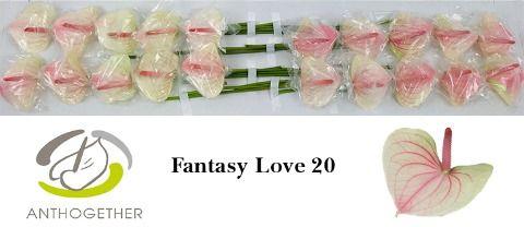 Срезанные цветы оптом Anthurium love fantasy от 20шт из Голландии с доставкой по России