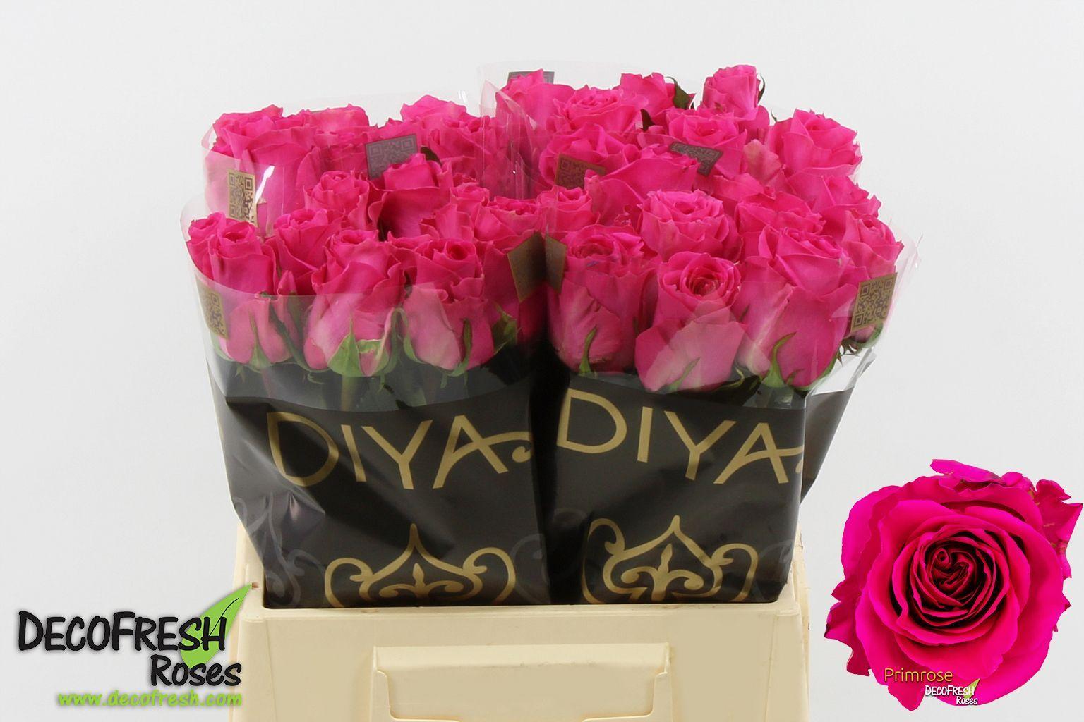 Срезанные цветы оптом Rosa large primrose от 50шт из Голландии с доставкой по России