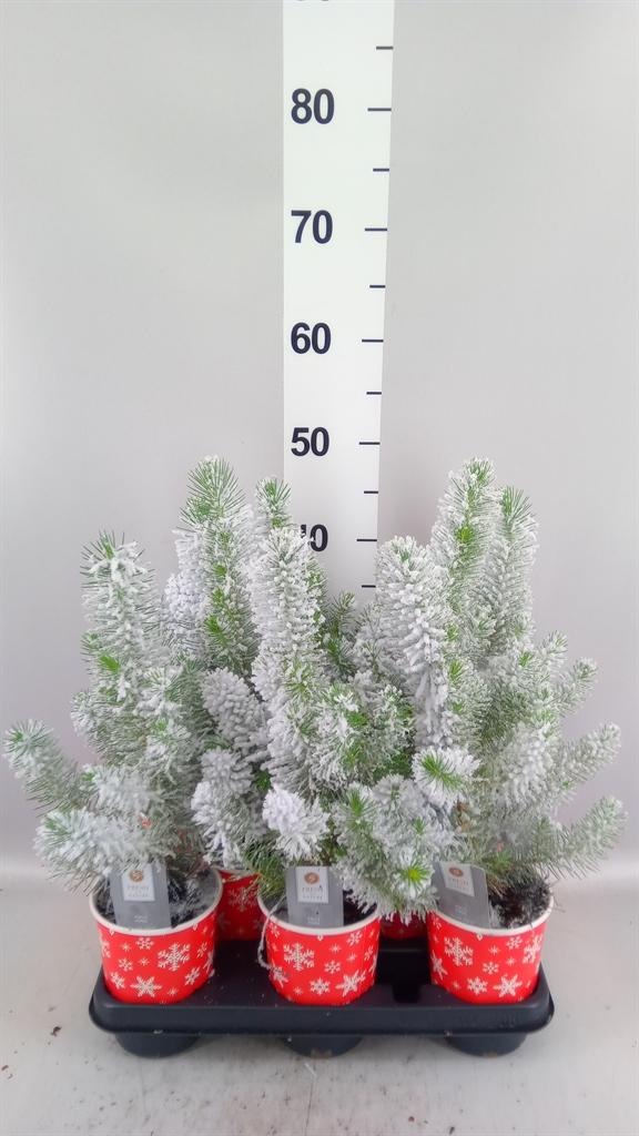 Горшечные цветы и растения оптом Pinus Pinea silver Crest A от 8шт из Голландии с доставкой по России