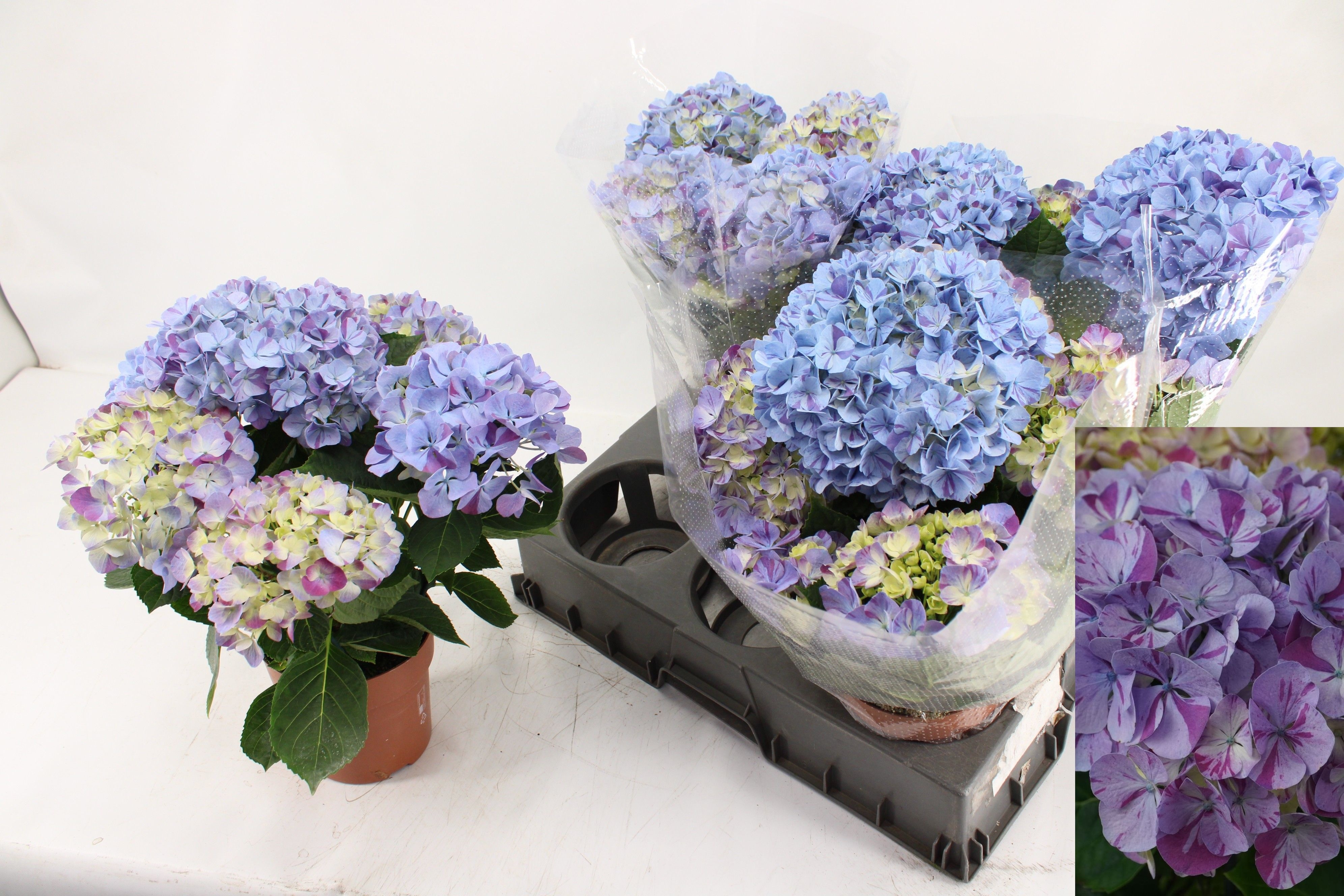 Горшечные цветы и растения оптом Hydr M Sweet Campino от 4шт из Голландии с доставкой по России