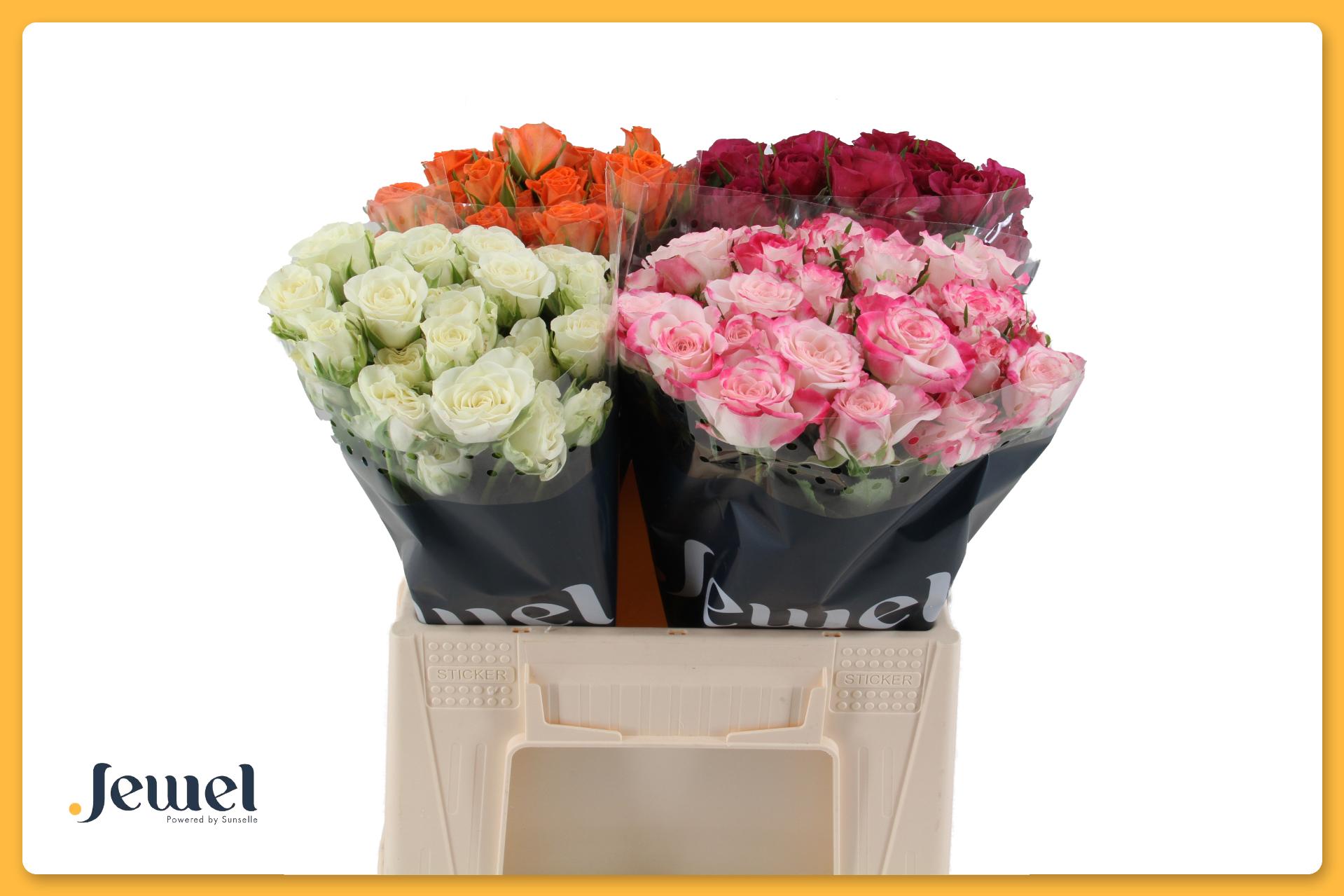 Срезанные цветы оптом Rosa spray mix in bucket от 50шт из Голландии с доставкой по России