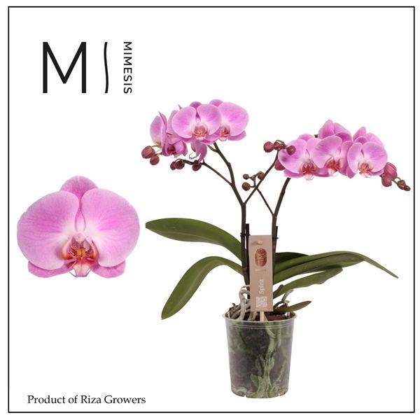 Горшечные цветы и растения оптом Phal 2st Spirit Pink 16+ (orchid Growers) от 6шт из Голландии с доставкой по России