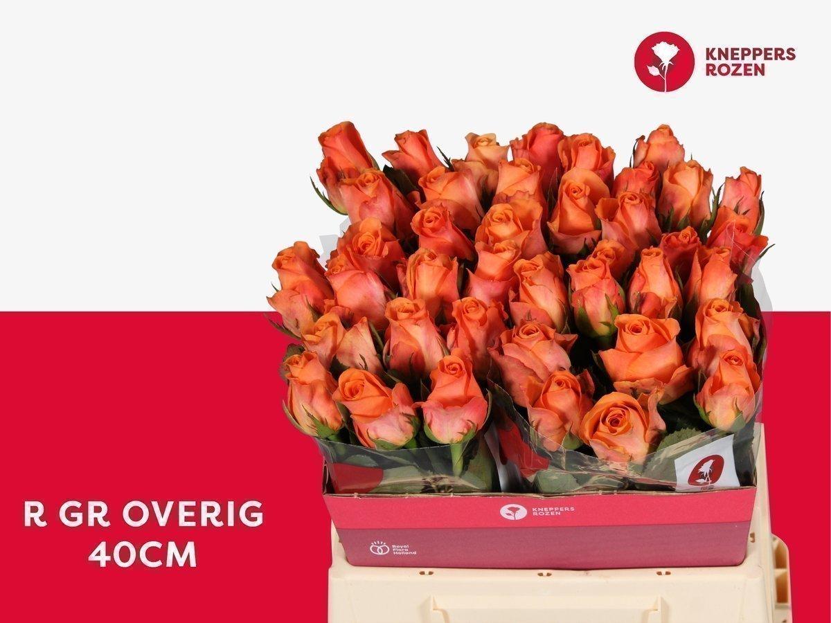 Срезанные цветы оптом Rosa large other (klok 08) от 40шт из Голландии с доставкой по России