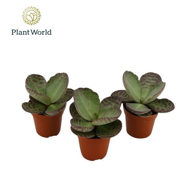 Горшечные цветы и растения оптом Kalanchoe Humilis от 16шт (для телеги) из Голландии с доставкой по России