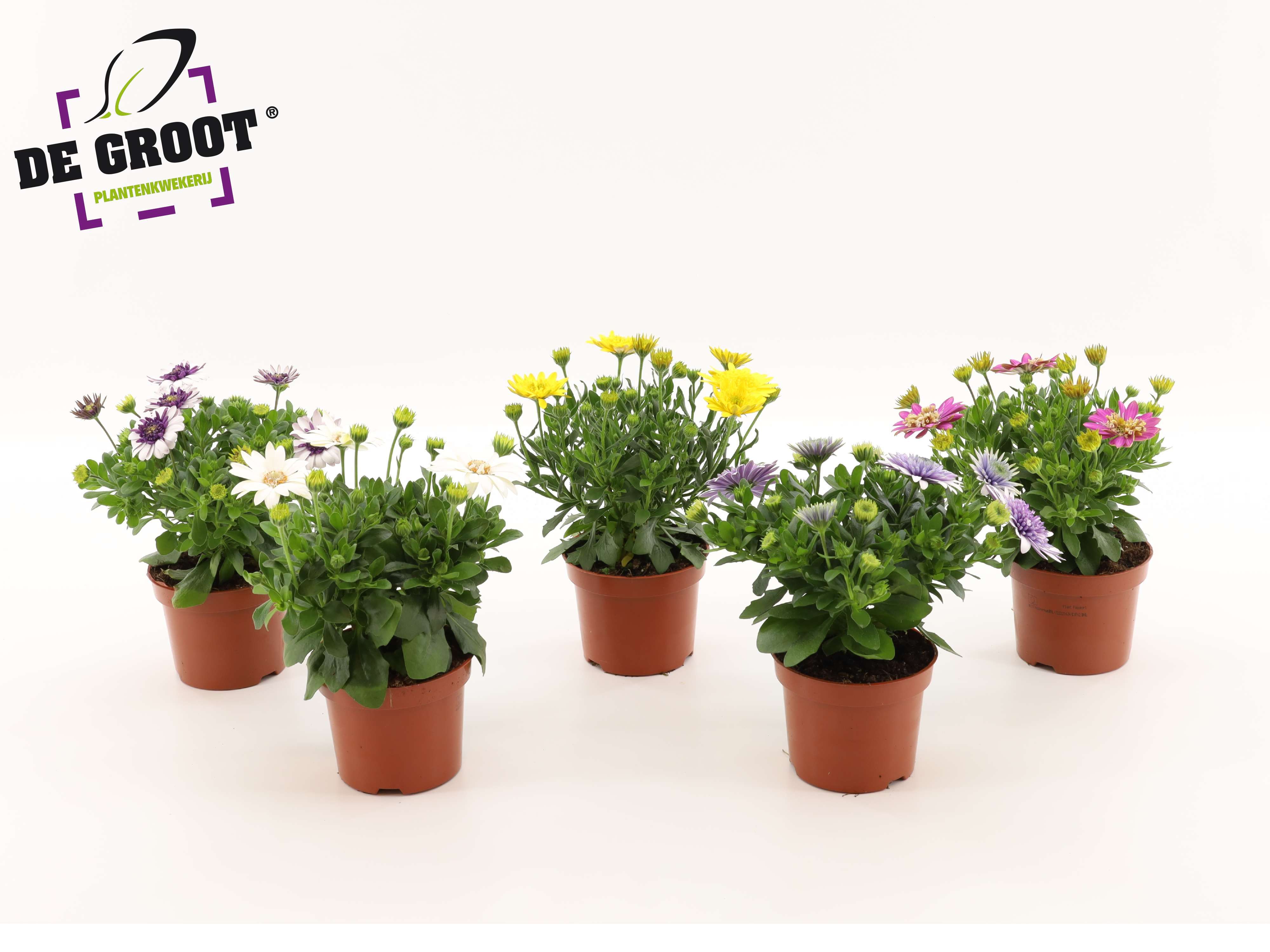 Горшечные цветы и растения оптом Osteospermum Mix (mix Per Kar) от 8шт из Голландии с доставкой по России