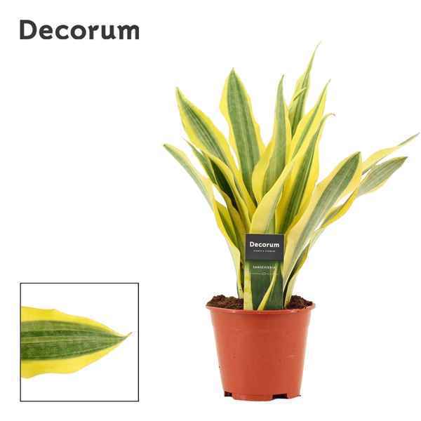 Горшечные цветы и растения оптом Sansevieria Aubrytiana Yellowstone (decorum) от 7шт из Голландии с доставкой по России