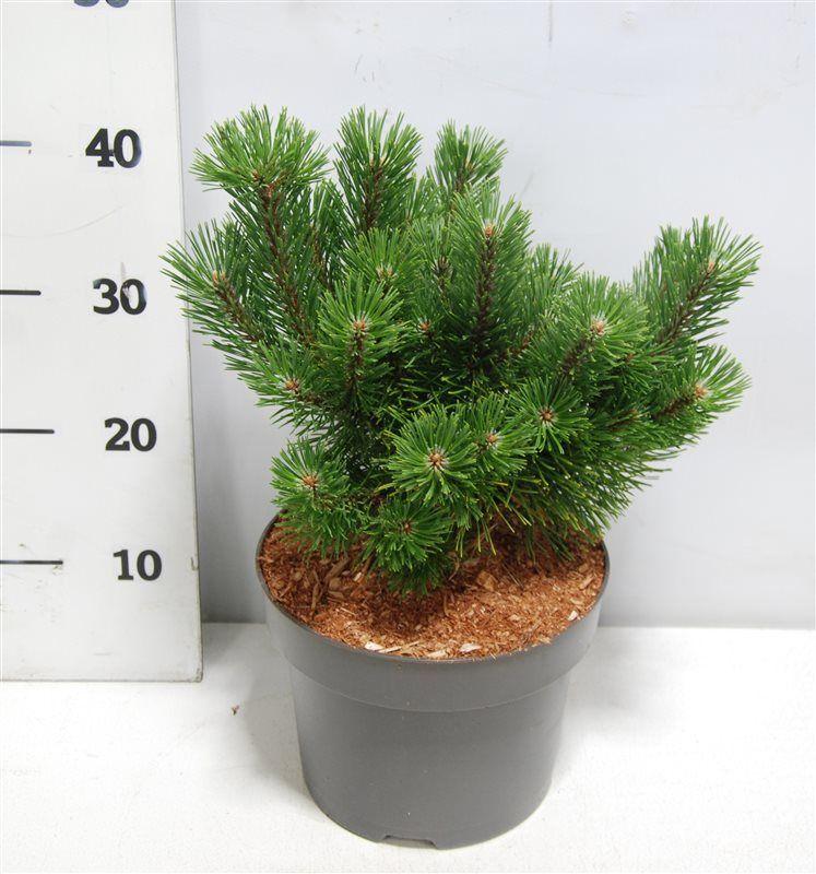 Горшечные цветы и растения оптом Pinus Mugo Mumpitz от 1шт из Голландии с доставкой по России