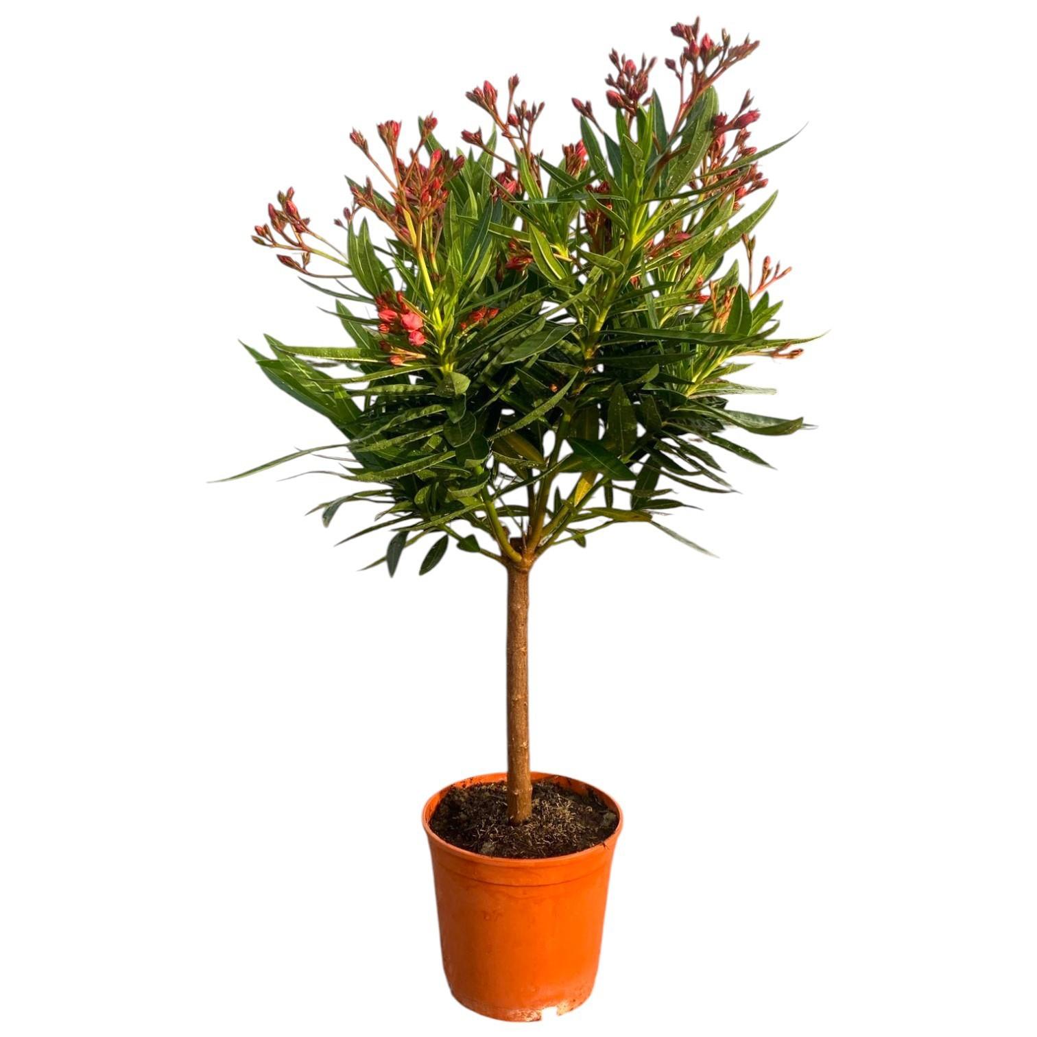 Горшечные цветы и растения оптом Nerium Oleander Pink On Stem от 3шт из Голландии с доставкой по России