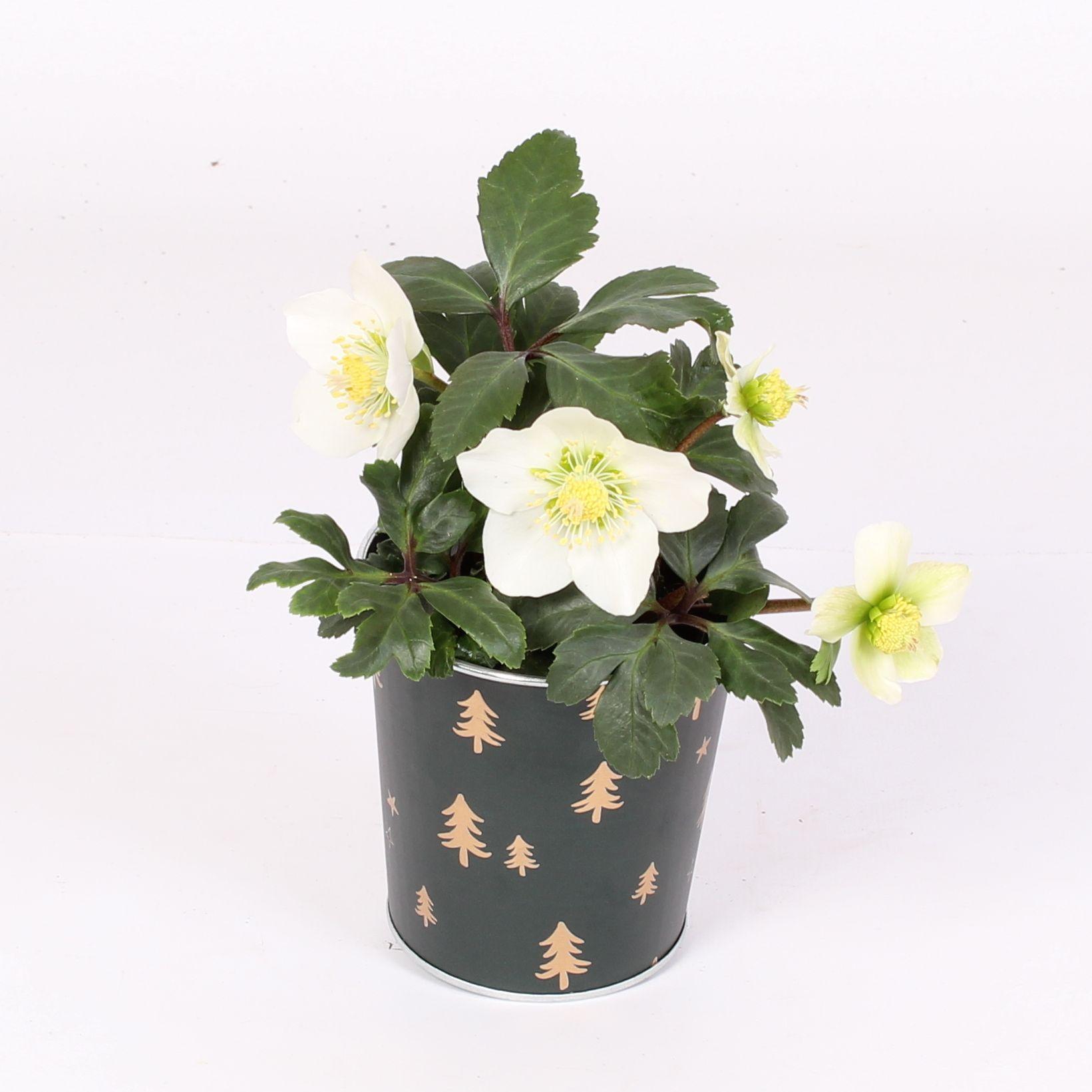 Горшечные цветы и растения оптом Helleborus N. Christmas Carol In Kerst Zink D. Gro от 8шт (для телеги) из Голландии с доставкой по России