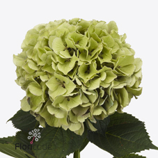 Срезанные цветы оптом Hydrangea royal benefit classic от 10шт из Голландии с доставкой по России