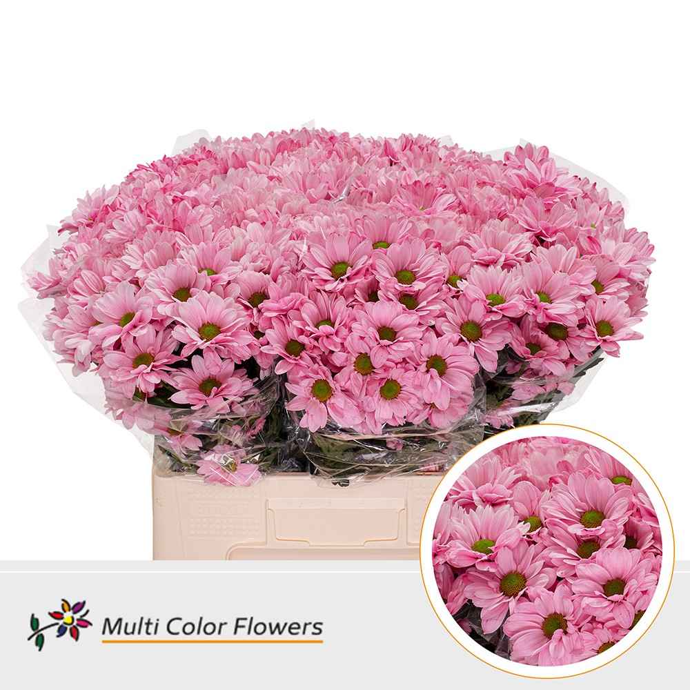 Срезанные цветы оптом Chrys sp paint kennedy pink от 40шт из Голландии с доставкой по России