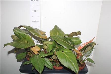 Горшечные цветы и растения оптом Phil Summer Glory от 6шт из Голландии с доставкой по России Горшечные цветы и растения оптом Phil Summer Glory от 6шт из Голландии с доставкой по России