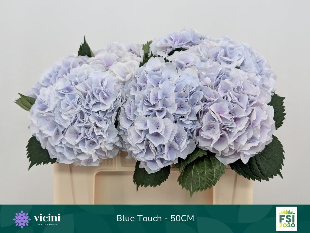 Срезанные цветы оптом Hydrangea my beautiful pinktouch blue от 10шт из Голландии с доставкой по России