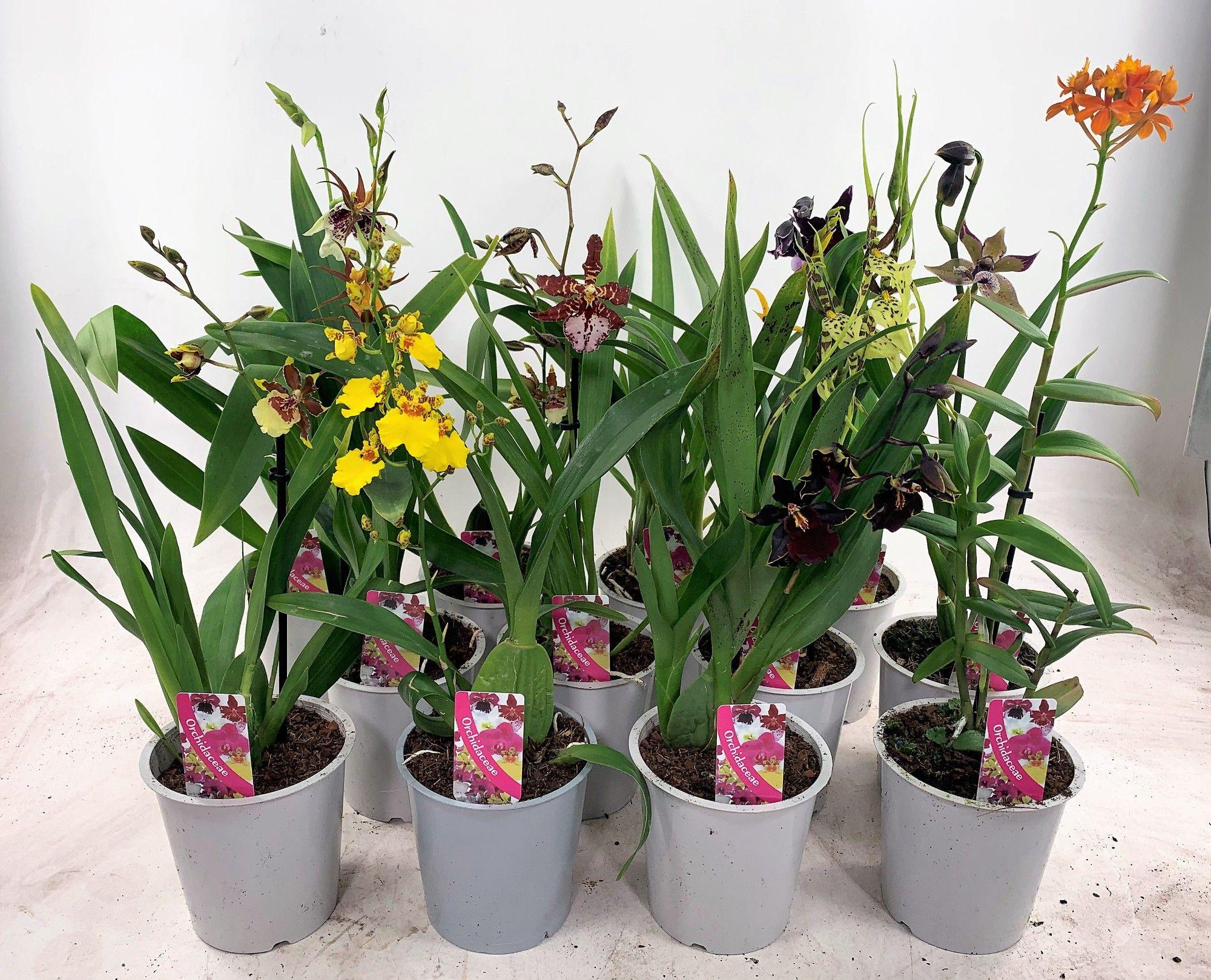 Горшечные цветы и растения оптом Orchideeen Gem от 10шт из Голландии с доставкой по России