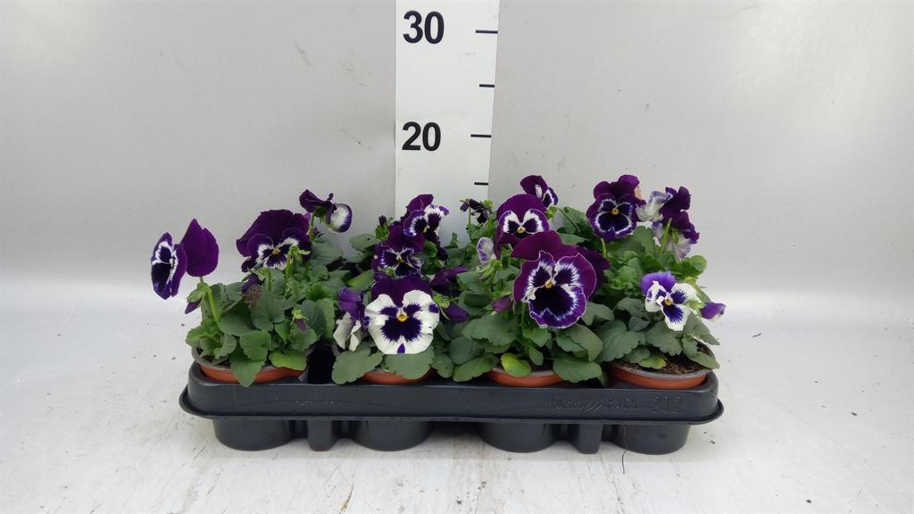 Горшечные цветы и растения оптом Viola Wr. alpha Purple White от 12шт (для телеги) из Голландии с доставкой по России