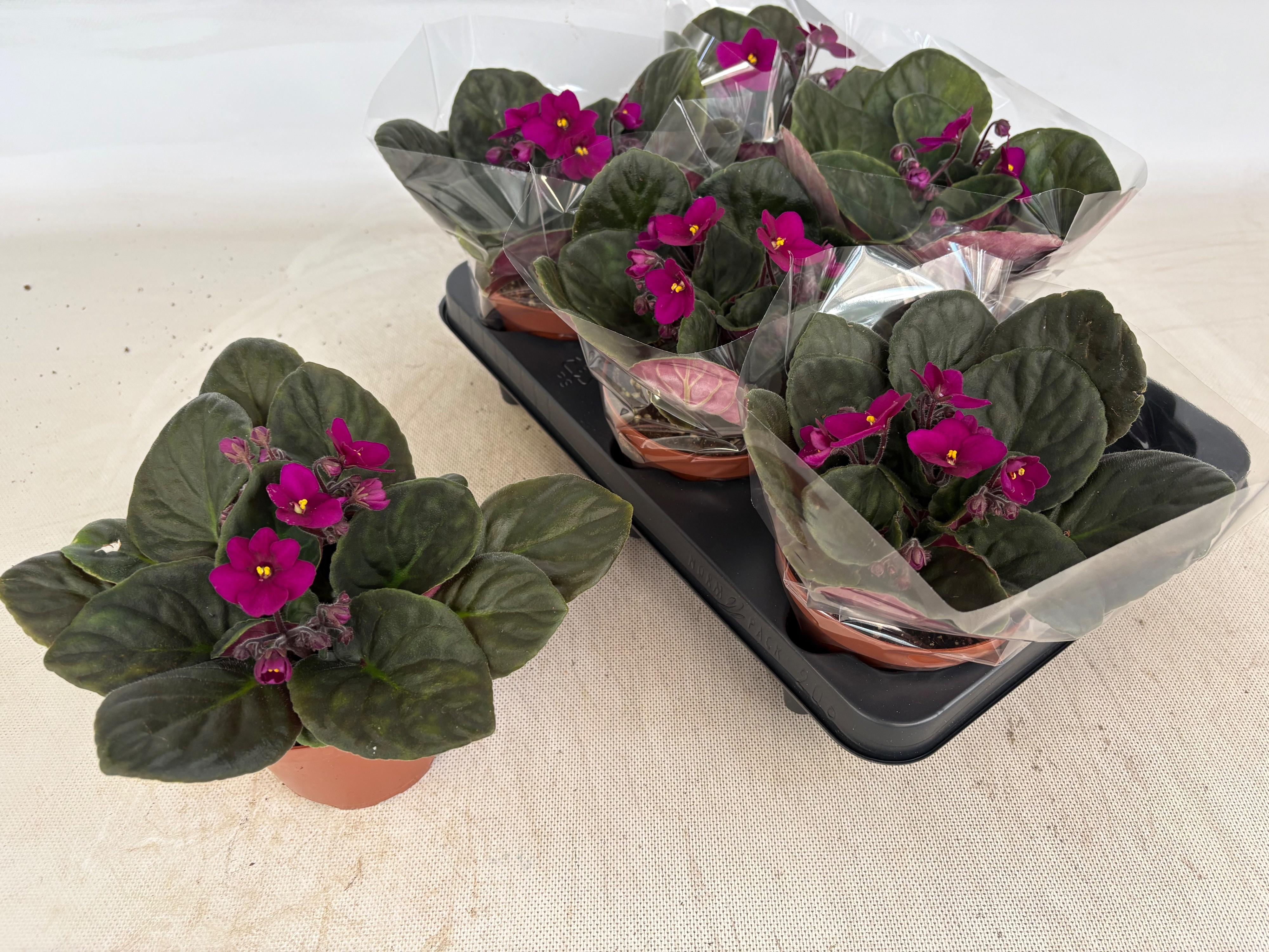 Горшечные цветы и растения оптом Saintp Ov от 6шт (для телеги) из Голландии с доставкой по России