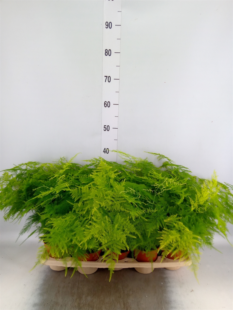 Горшечные цветы и растения оптом Asparagus Setaceus от 10шт' из Голландии с доставкой по России