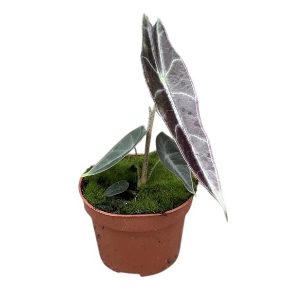 Горшечные цветы и растения оптом Alocasia Longiloba Purple от 1шт (для телеги) из Голландии с доставкой по России
