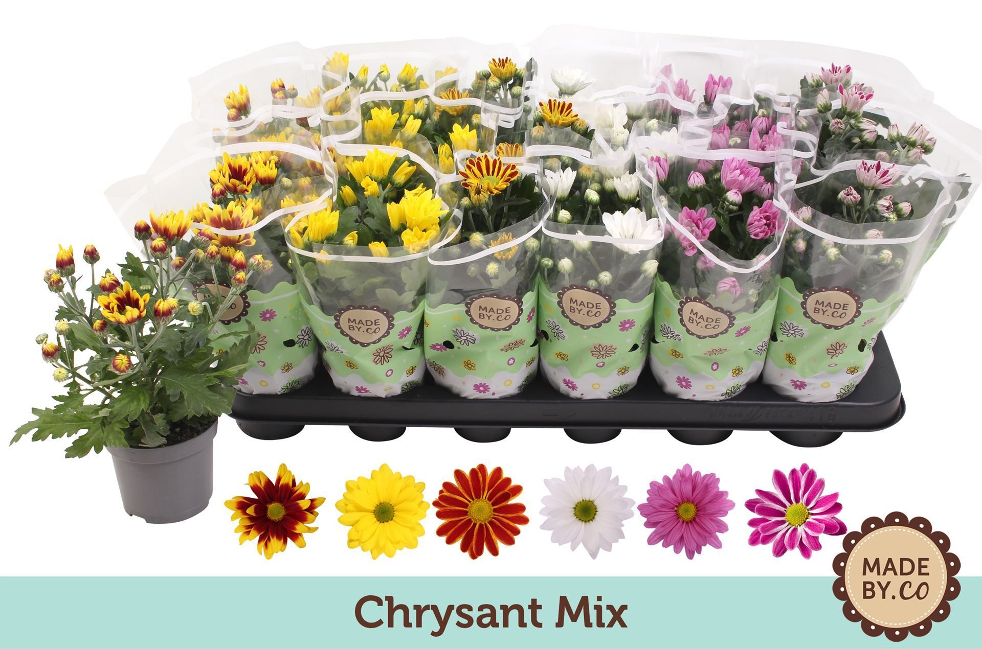 Горшечные цветы и растения оптом Chrysanthemum   ..mix 5 от 18шт из Голландии с доставкой по России