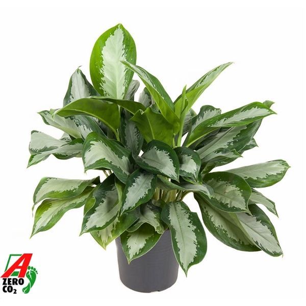 Горшечные цветы и растения оптом Aglaonema Silver Moon от 1шт из Голландии с доставкой по России