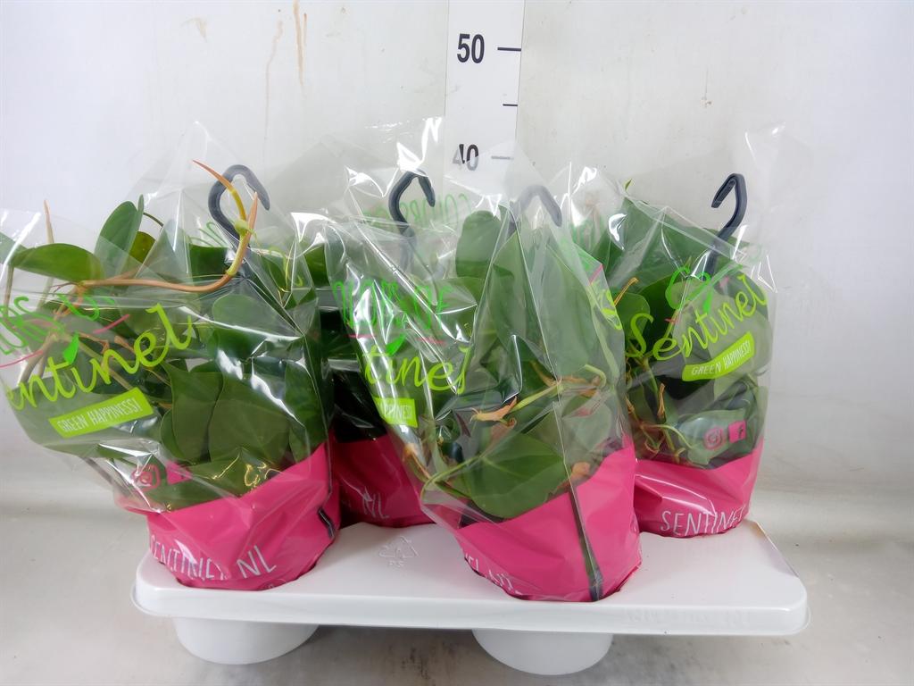 Горшечные цветы и растения оптом Philodendron Scand. от 4шт из Голландии с доставкой по России