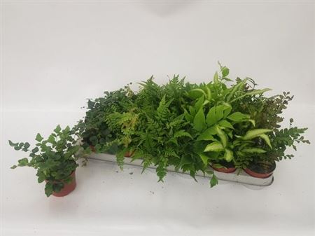 Горшечные цветы и растения оптом Varens Gem от 18шт (для телеги) из Голландии с доставкой по России